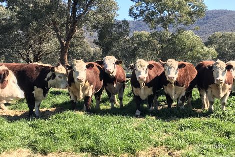 217 Lindsay Rd, Staghorn Flat, VIC 3691