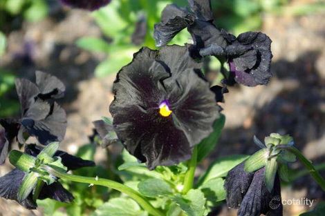 12 Mcintosh Cres, Brahma Lodge, SA 5109