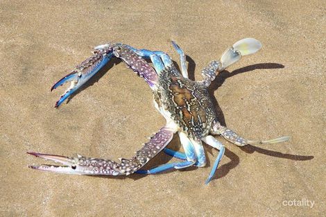 Property photo of 41 Saltwater Drive Toomulla QLD 4816