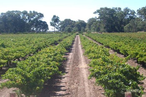 Lot 11 Kalimna Rd, Nuriootpa, SA 5355