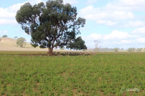 403 Dapper Rd, Dunedoo, NSW 2844