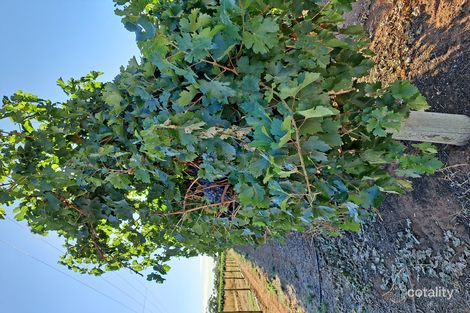 Lot 2 Bassham Rd, Barmera, SA 5345