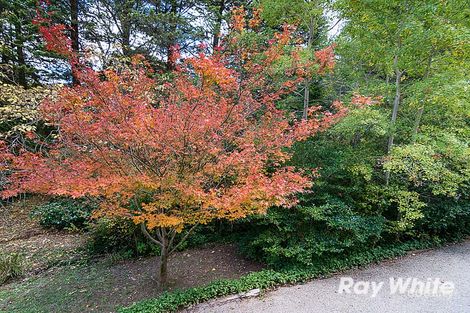 Property photo of 25 Birch Road Stirling SA 5152