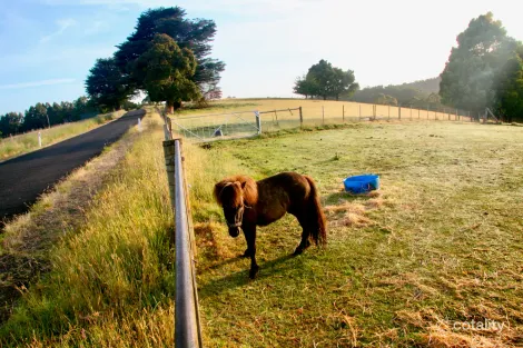 470 Allison Rd, North Motton, TAS 7315