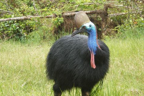 21 Jackey Jackey St, South Mission Beach, QLD 4852