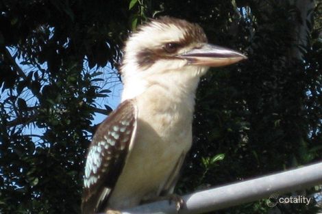 Property photo of 32 Badilla Street Edmonton QLD 4869