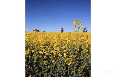 Property photo of 77 Kruilaya Road Cassilis NSW 2329