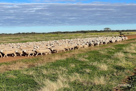 647 Sandy Camp Rd, Quambone, NSW 2831