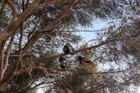 Property photo of 4 Davey Crescent Seaview Downs SA 5049