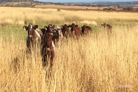 79 Reis Rd, Lilyvale, QLD 4352