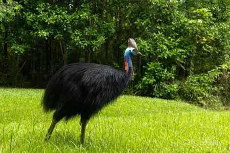 Property photo of 20 Alexander Drive Mission Beach QLD 4852