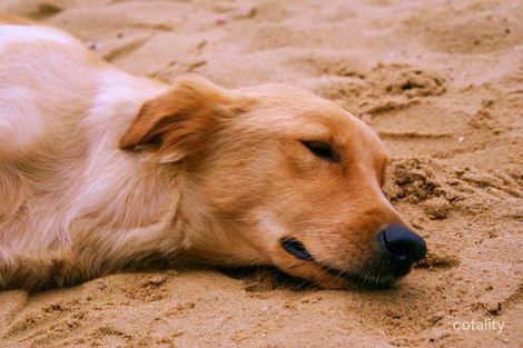 34 Broadview Ave, Culburra Beach, NSW 2540