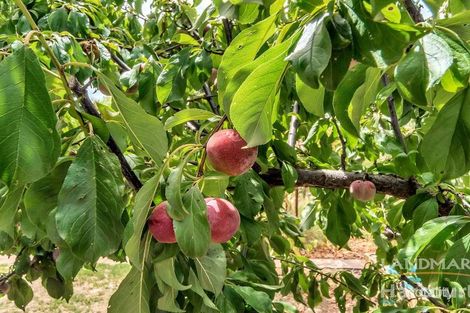 Property photo of 39 Masters Road Riverton SA 5412