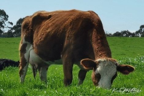 2145 Main South Rd, Poowong East, VIC 3988