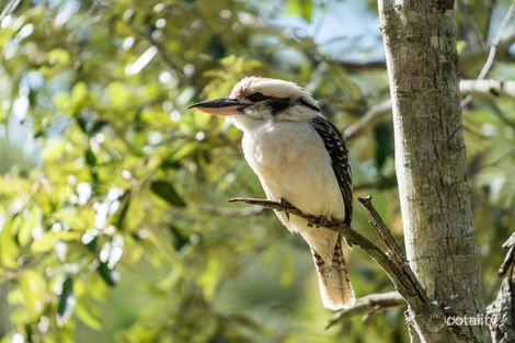 Property photo of 52 Countess Court Mount Hallen QLD 4312