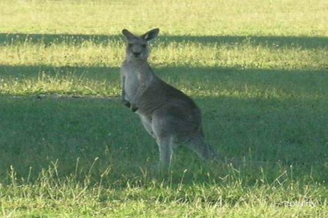 Property photo of 16 Estuary Drive Moonee Beach NSW 2450