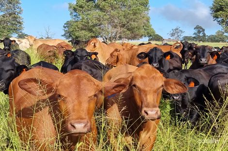 Lot 125 Mount Mceuen Rd, Mount Mceuen, QLD 4606