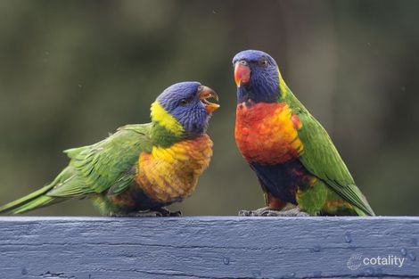 Property photo of 74 Higginbotham Road Ryde NSW 2112