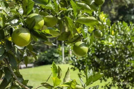 Property photo of 229 Diamond Valley Road Diamond Valley QLD 4553