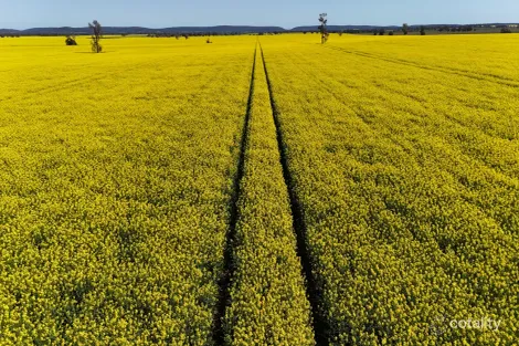 2459 The Bogan Way, Gunningbland, NSW 2876