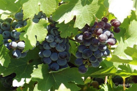 105 Lobban Rd, Monash, SA 5342