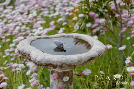 Property photo of 10A Seaflower Crescent Craigie WA 6025