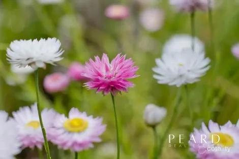 Property photo of 10A Seaflower Crescent Craigie WA 6025