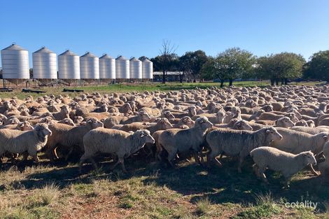 513 Condobolin-Trundle Rd, Trundle, NSW 2875