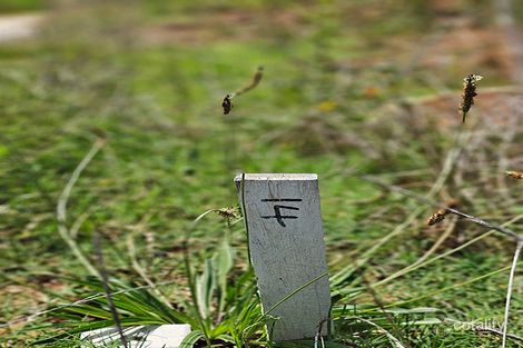 Property photo of 14 Celestial Street Box Hill NSW 2765