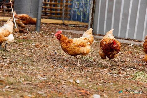 Property photo of 205 Patersonia Road Chittering WA 6084