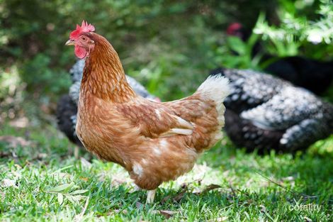 Property photo of 31 Eucalyptus Drive One Mile NSW 2316