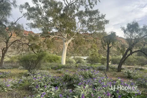 Property photo of 989 Ilparpa Road White Gums NT 0870