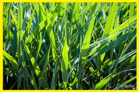 39 Eighth Ave, Chelsea Heights, VIC 3196