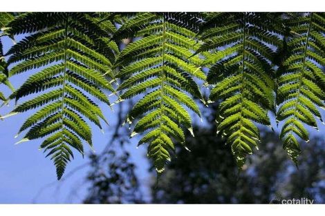 80 Ridge Rd, Kallista, VIC 3791