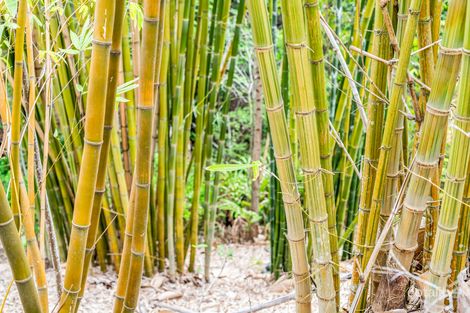 Property photo of 569 Palmwoods-Montville Road Montville QLD 4560