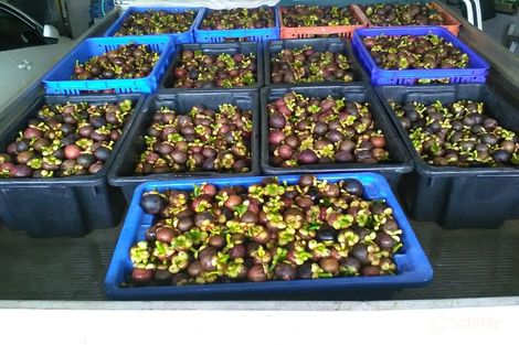 596 Mena Creek Rd, Mena Creek, QLD 4871