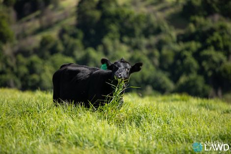 507 Shephards Rd, Bielsdown Hills, NSW 2453