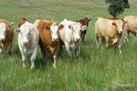 265 Pine Hills Rd, Woolbrook, NSW 2354