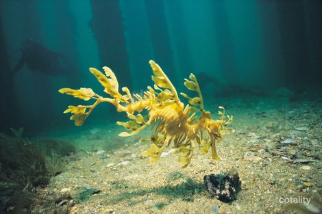 15 Karatta Rd, Second Valley, SA 5204