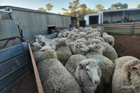 72 Boorr Hill Rd, Goonumbla, NSW 2870