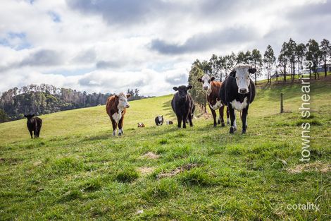 Property photo of 186 Lewis Road Pipers River TAS 7252