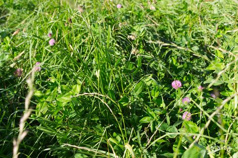 594 Shephards Rd, Bielsdown Hills, NSW 2453