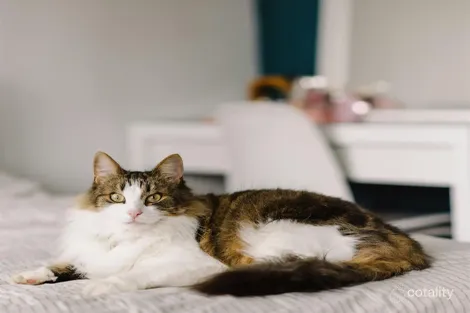 Property photo of 14/14 McCreadie Road Ormeau Hills QLD 4208