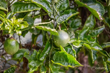 Property photo of 1 Banyan Road Eudlo QLD 4554