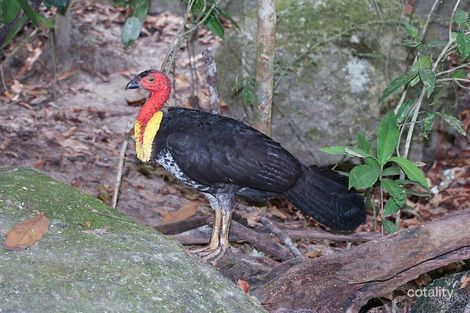 Lot 126/46-56 Mount Mee Rd, D'Aguilar, QLD 4514