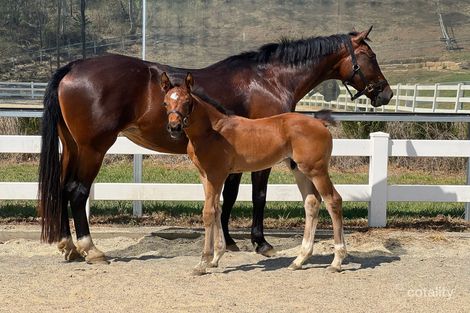 Property photo of 24 Powells Road Fernvale QLD 4306