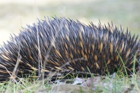 Lot 1 Winterbourne Rd, Walcha, NSW 2354