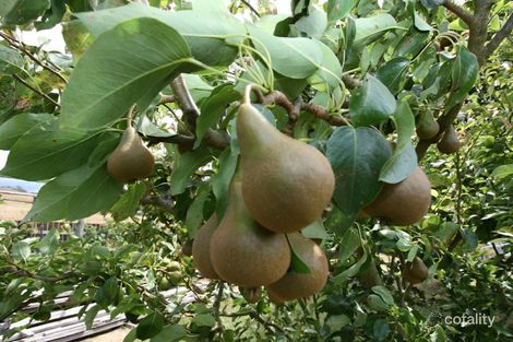 Property photo of 1415 Trowutta Road Edith Creek TAS 7330