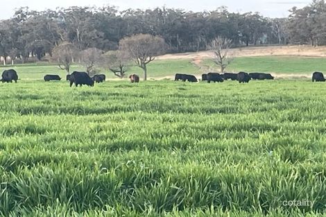 1685 Napier Lane, Ulamambri, NSW 2357