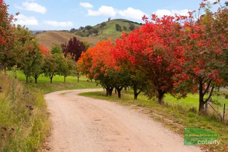 1451 Ganbenang Rd, Ganbenang, NSW 2790